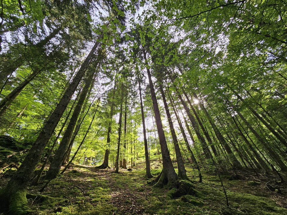 Tourguide Hochschwarzwald Hinterzarten
