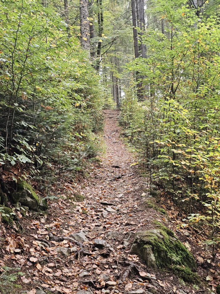 Waldbaden - Shinrin Yoku - Achtsamkeit