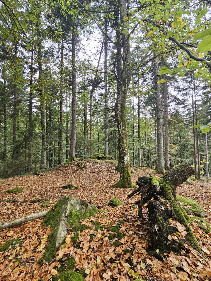 Waldbaden - Shinrin Yoku - Achtsamkeit